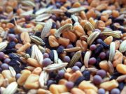 Покупаем семена: что учесть?