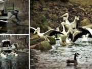 В Киевском зоопарке благодаря погоде на воду выпустили большую семью пеликанов. Фото и видео