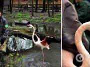 В Киевском зоопарке посетители наконец-то снова смогут увидеть розовых фламинго. Фото