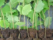 Выбираем саженец фундука: на что стоит обратить внимание?