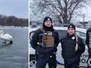 В Киевской области полицейские спасли раненого лебедя, который оказался в ледяной ловушке. Фото