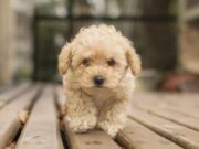 Домашний любимец за тысячу долларов: сеть покорила собака породы мальтипу