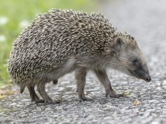 Автомобили могут получить ультразвуковые системы защиты ежей