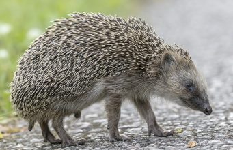 Автомобили могут получить ультразвуковые системы защиты ежей