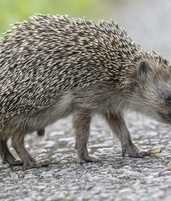Автомобили могут получить ультразвуковые системы защиты ежей