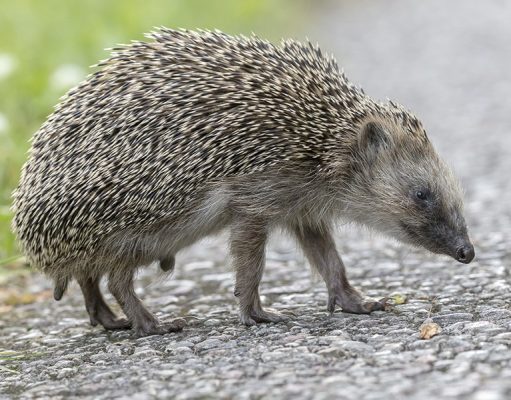Автомобили могут получить ультразвуковые системы защиты ежей