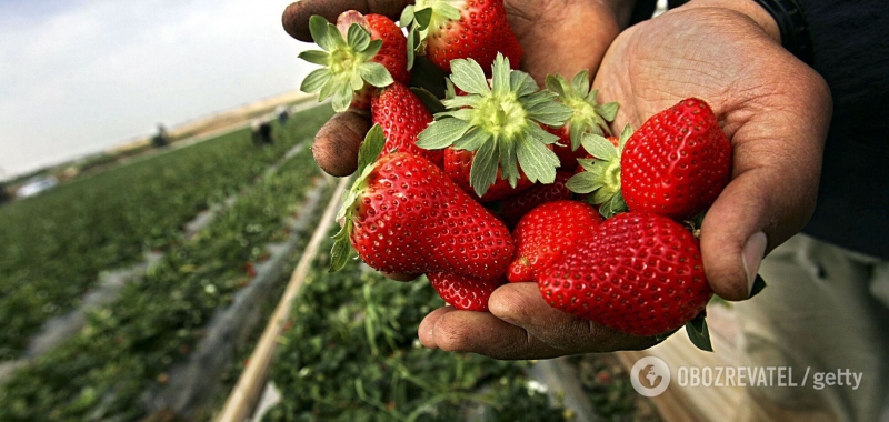 В Украине резко упали цены на капусту и клубнику: сколько стоят продукты